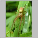 Metellina sp - Herbstspinne 01.jpg